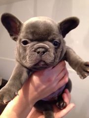 Quality Chunky Solid Blue Kc French Bulldogs